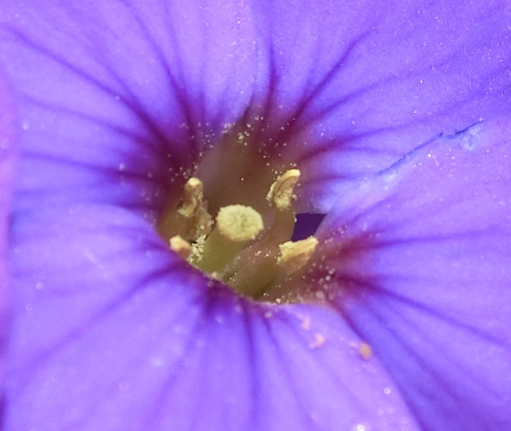 in der violetten Blüte (Bitte hier klicken um dieses Bild in seiner vollen Größe zu betrachten)