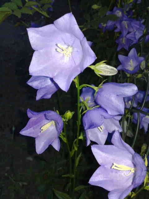 Blüten im Dunkel (Bitte hier klicken um dieses Bild in seiner vollen Größe zu betrachten)