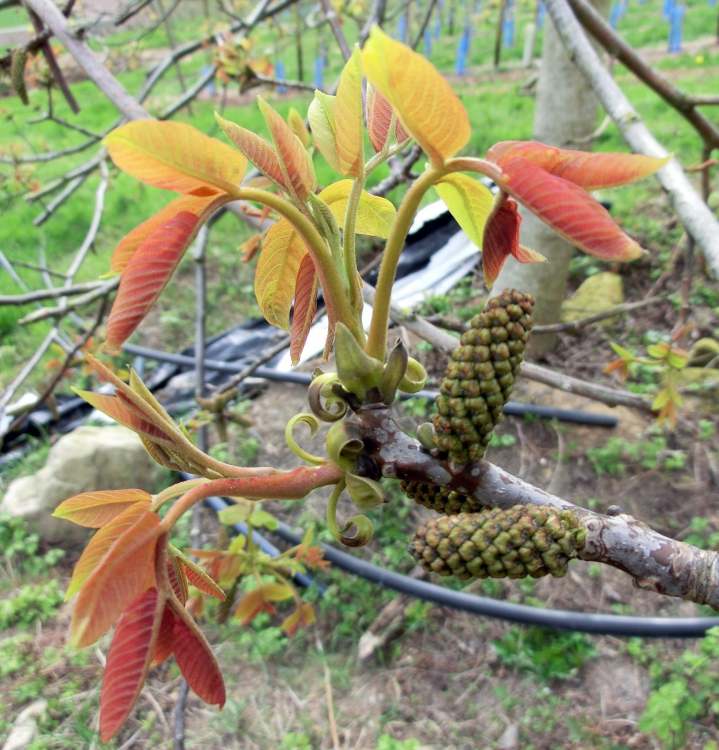 Walnut Walnuss Blüte (Bitte hier klicken um dieses Bild in seiner vollen Größe zu betrachten)