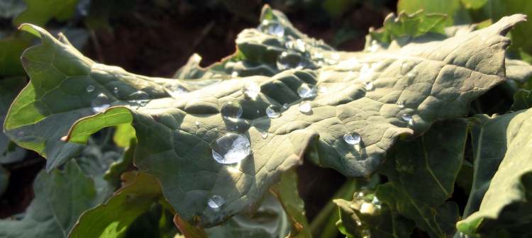 Blatt mit Wassertropfen (Bitte hier klicken um dieses Bild in seiner vollen Größe zu betrachten)