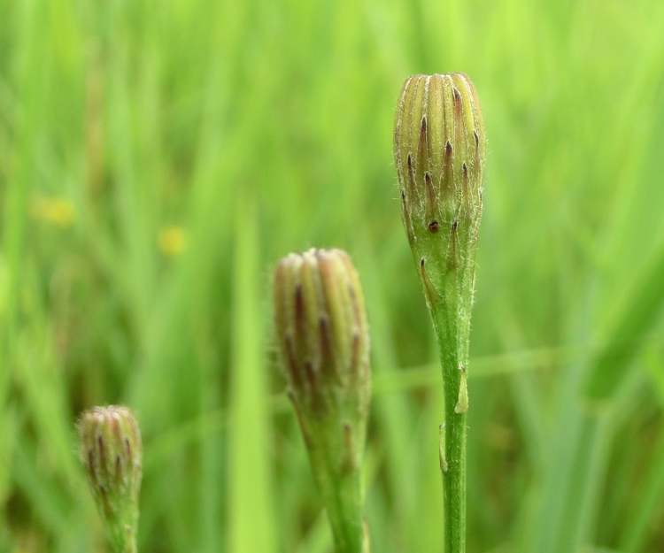 Gras (Bitte hier klicken um dieses Bild in seiner vollen Größe zu betrachten)