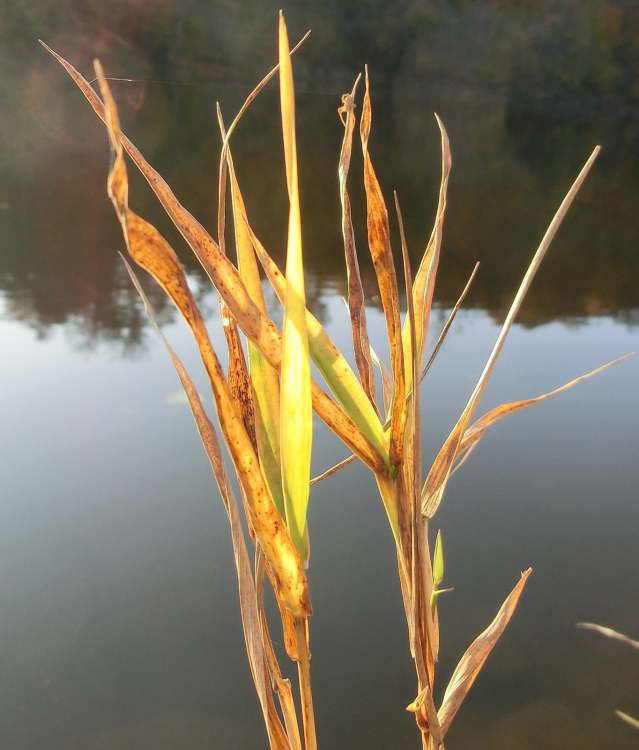 Herbstgras am See (Bitte hier klicken um dieses Bild in seiner vollen Größe zu betrachten)