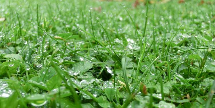 Grüne Wiese nach Regen (Bitte hier klicken um dieses Bild in seiner vollen Größe zu betrachten)