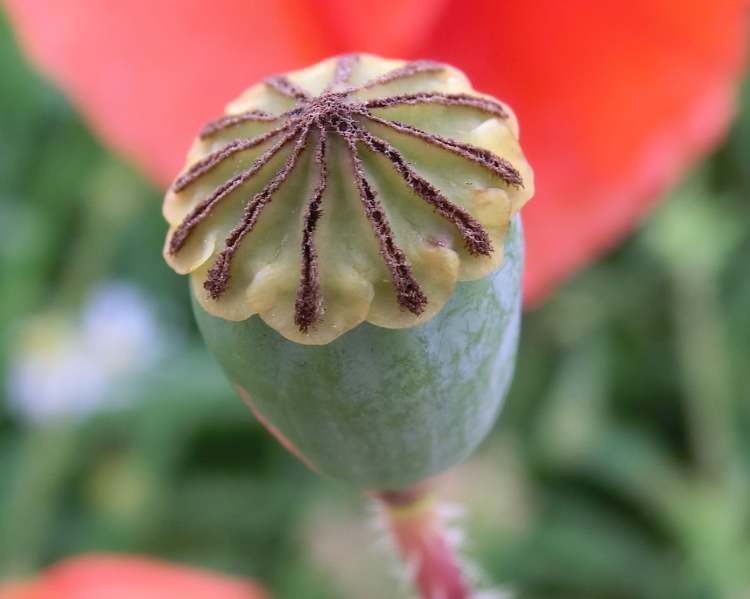 Mohn (Bitte hier klicken um dieses Bild in seiner vollen Größe zu betrachten)