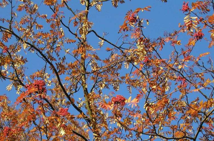 Äste in Herbststimmung (Bitte hier klicken um dieses Bild in seiner vollen Größe zu betrachten)