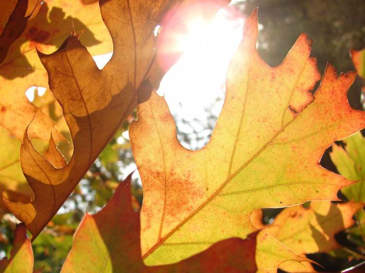 Herbstblätter im Licht (Bitte hier klicken um dieses Bild in seiner vollen Größe zu betrachten)