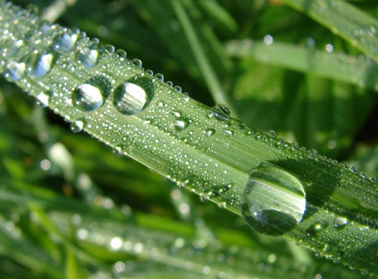 Grashalm mit Wasserperlen (Bitte hier klicken um dieses Bild in seiner vollen Größe zu betrachten)