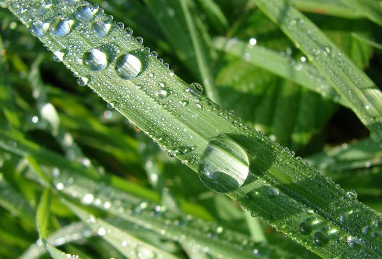 Gras im Regen (Bitte hier klicken um dieses Bild in seiner vollen Größe zu betrachten)