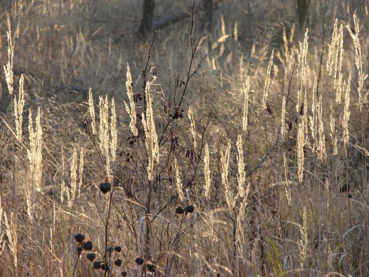 Wintergras (Bitte hier klicken um dieses Bild in seiner vollen Größe zu betrachten)