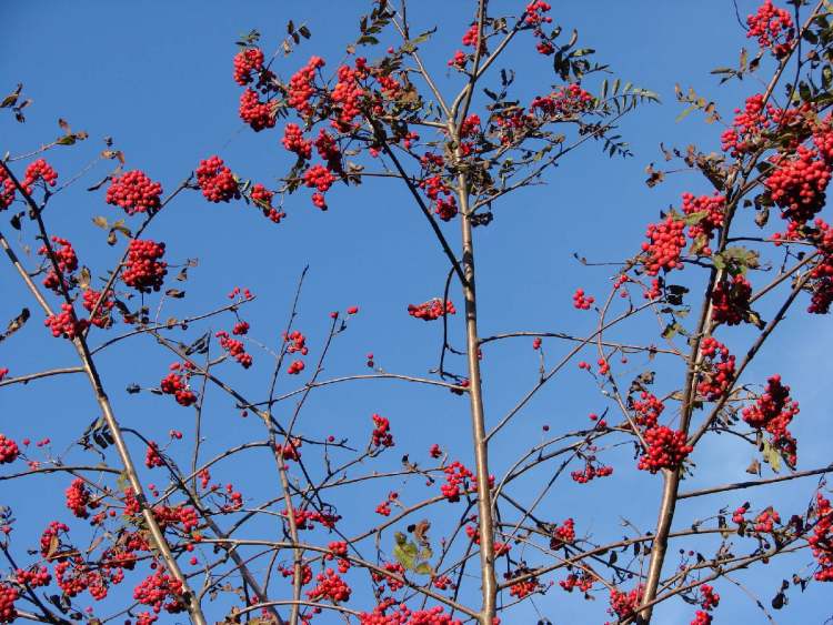 rote Beeren (Bitte hier klicken um dieses Bild in seiner vollen Größe zu betrachten)