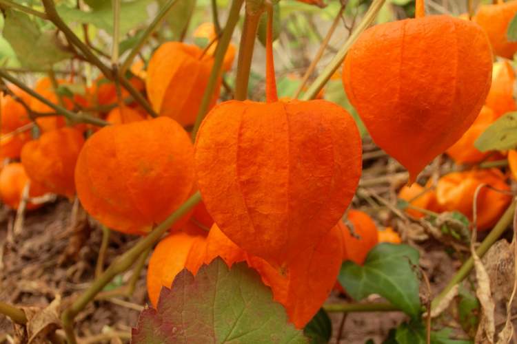 Physalis Lampionblume (Bitte hier klicken um dieses Bild in seiner vollen Größe zu betrachten)