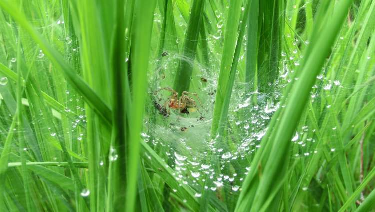 Spinnengewebe im Gras (Bitte hier klicken um dieses Bild in seiner vollen Größe zu betrachten)