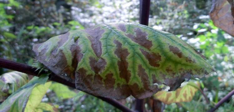 Blatt im Wald (Bitte hier klicken um dieses Bild in seiner vollen Größe zu betrachten)