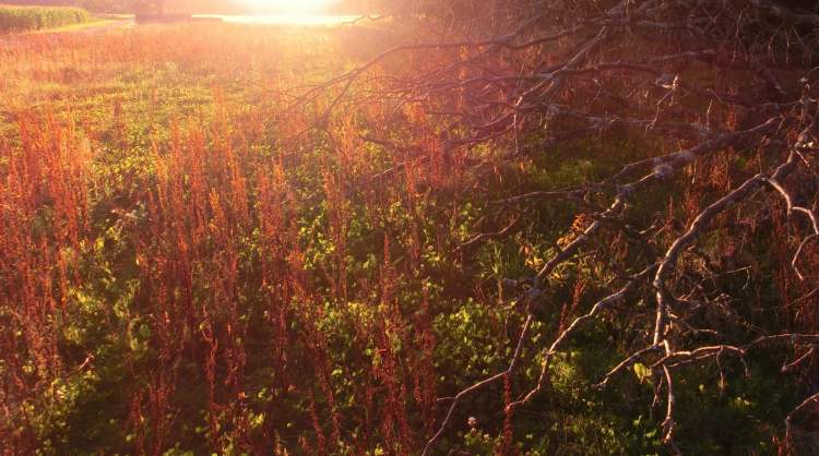 Wiese im Abendlicht (Bitte hier klicken um dieses Bild in seiner vollen Größe zu betrachten)