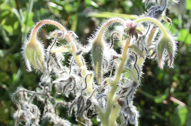 Verblühte Blume (Bitte hier klicken um dieses Bild in seiner vollen Größe zu betrachten)