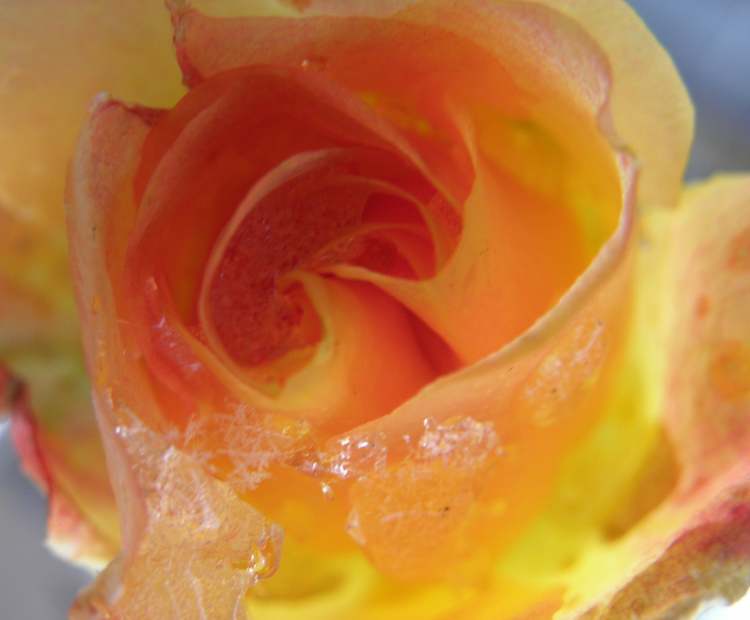 Eis in Rosenblüte (Bitte hier klicken um dieses Bild in seiner vollen Größe zu betrachten)