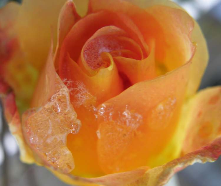 Die Blüte einer vereisten Rose im Winter (Bitte hier klicken um dieses Bild in seiner vollen Größe zu betrachten)