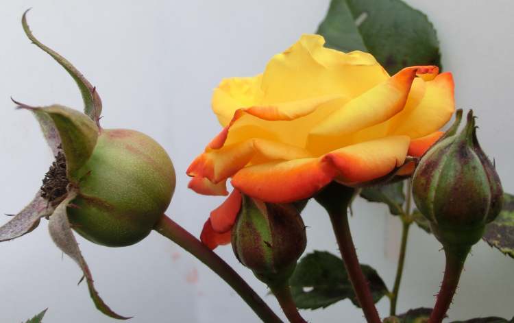 Feuerrose mit Knospen (Bitte hier klicken um dieses Bild in seiner vollen Größe zu betrachten)