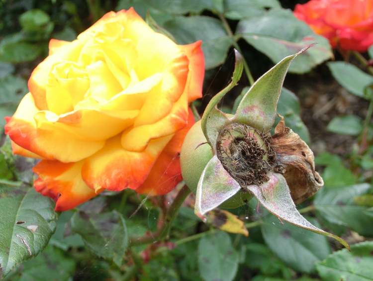 Feuerrose mit verblühter Blüte (Bitte hier klicken um dieses Bild in seiner vollen Größe zu betrachten)
