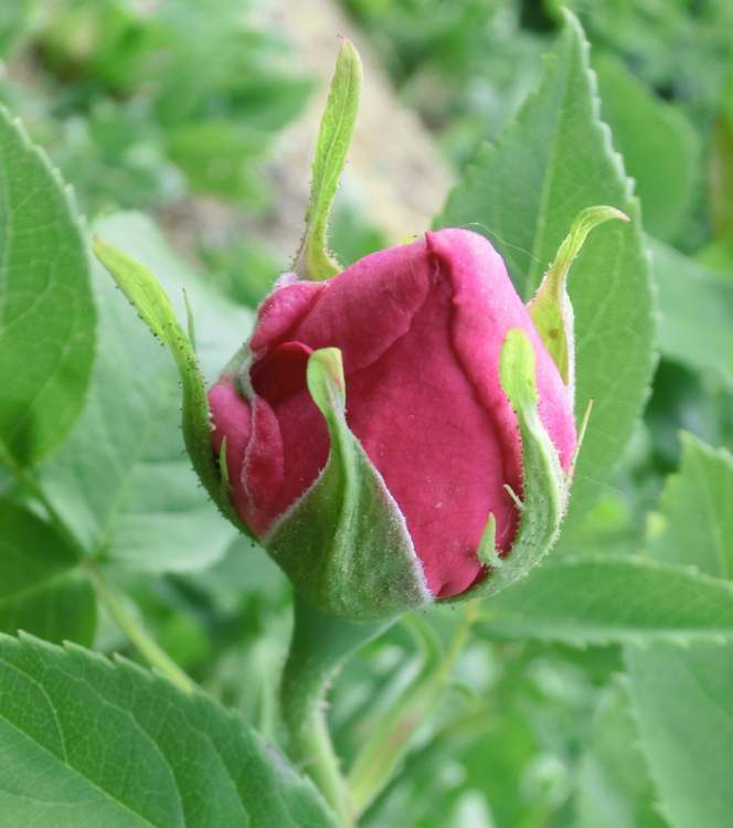 Garten Apothekerrose Knospe (Bitte hier klicken um dieses Bild in seiner vollen Größe zu betrachten)