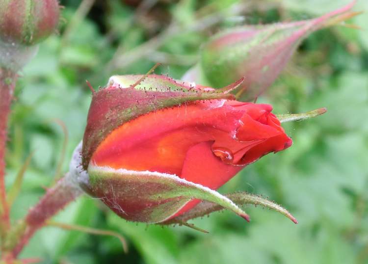 Rosenknospe mit Wassertröpchen (Bitte hier klicken um dieses Bild in seiner vollen Größe zu betrachten)