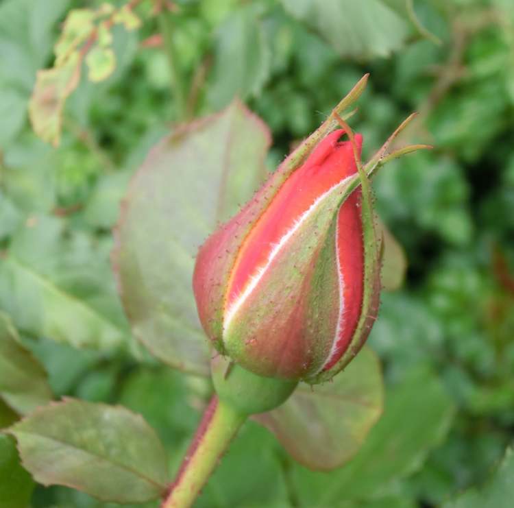 Garten Rosenblütenknospe (Bitte hier klicken um dieses Bild in seiner vollen Größe zu betrachten)