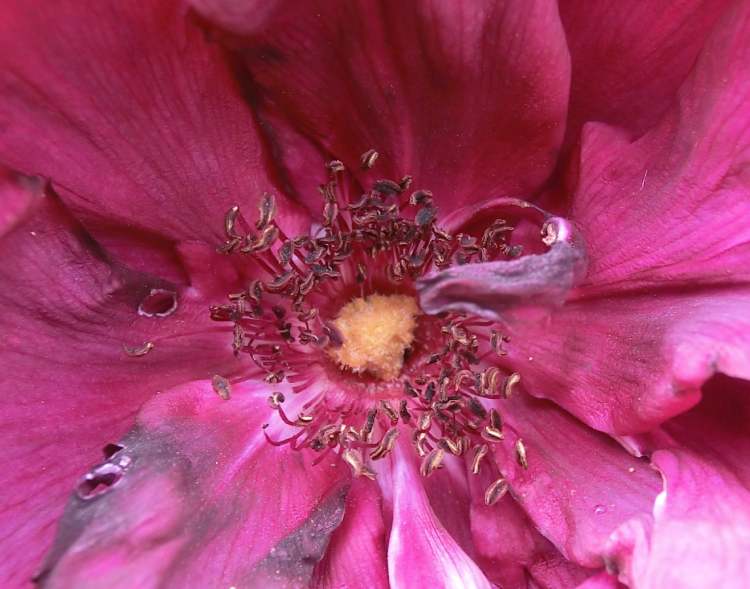 eine dunkelrote Rosenblüte (Bitte hier klicken um dieses Bild in seiner vollen Größe zu betrachten)