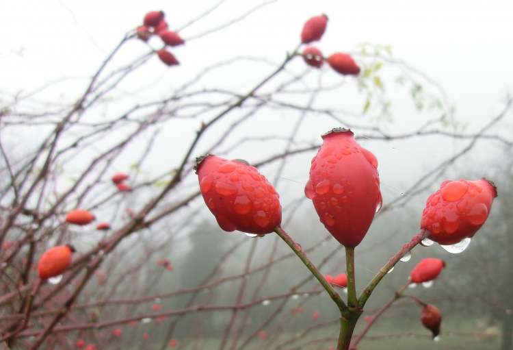 Hagebutten Beeren (Bitte hier klicken um dieses Bild in seiner vollen Größe zu betrachten)