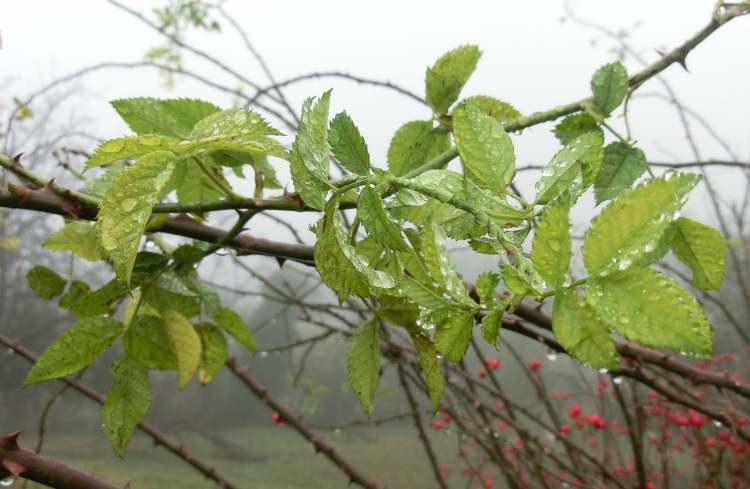 Hagebuttenblätter im Regen (Bitte hier klicken um dieses Bild in seiner vollen Größe zu betrachten)