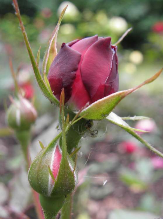 Rose kurz vor dem Erblühen (Bitte hier klicken um dieses Bild in seiner vollen Größe zu betrachten)