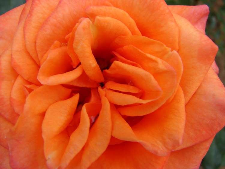 orange Rose (Bitte hier klicken um dieses Bild in seiner vollen Größe zu betrachten)