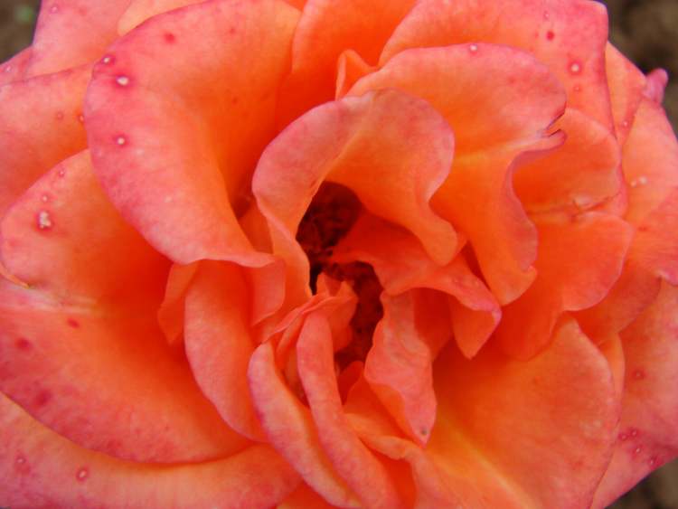 rot-orange Rose (Bitte hier klicken um dieses Bild in seiner vollen Größe zu betrachten)