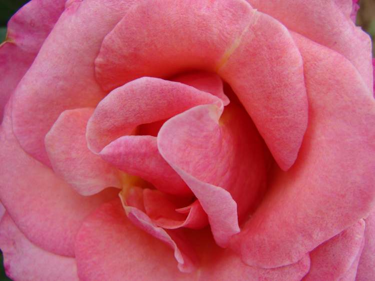 blaß-rote Rose (Bitte hier klicken um dieses Bild in seiner vollen Größe zu betrachten)