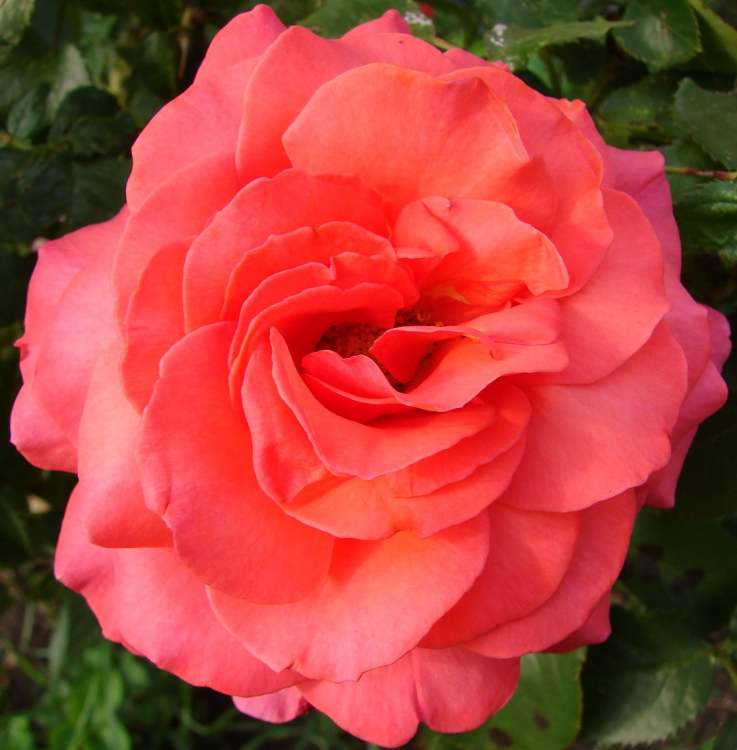 eine rote Rosenblüte (Bitte hier klicken um dieses Bild in seiner vollen Größe zu betrachten)