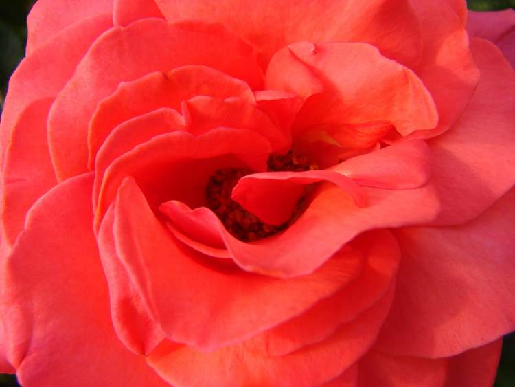 die Harmonie einer Rose (Bitte hier klicken um dieses Bild in seiner vollen Größe zu betrachten)