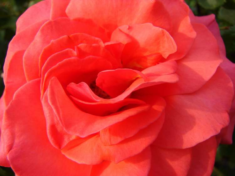 Rose (Bitte hier klicken um dieses Bild in seiner vollen Größe zu betrachten)