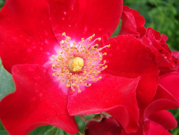 Eine rote Wildrose (Bitte hier klicken um dieses Bild in seiner vollen Größe zu betrachten)