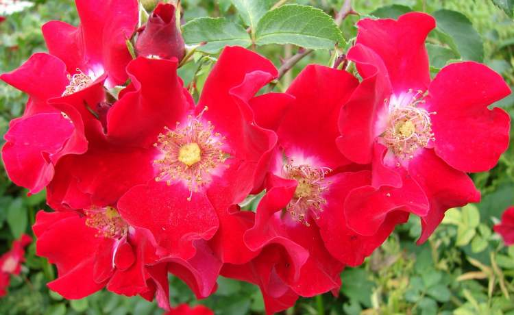 Rosenblütengruppe (Bitte hier klicken um dieses Bild in seiner vollen Größe zu betrachten)