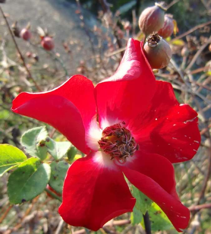 Apothekerrose Blüte und Hagebutten (Bitte hier klicken um dieses Bild in seiner vollen Größe zu betrachten)