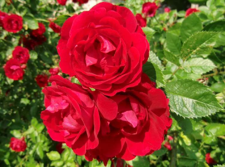 Rose unterhalb der Stadtmauer (Bitte hier klicken um dieses Bild in seiner vollen Größe zu betrachten)