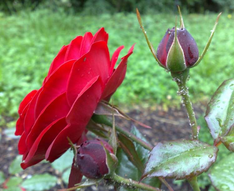 Rose mit Knospe (Bitte hier klicken um dieses Bild in seiner vollen Größe zu betrachten)