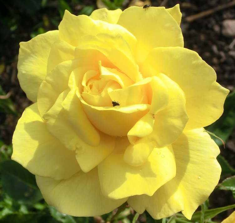 gelbe Rosenblüte im Sonnenlicht (Bitte hier klicken um dieses Bild in seiner vollen Größe zu betrachten)