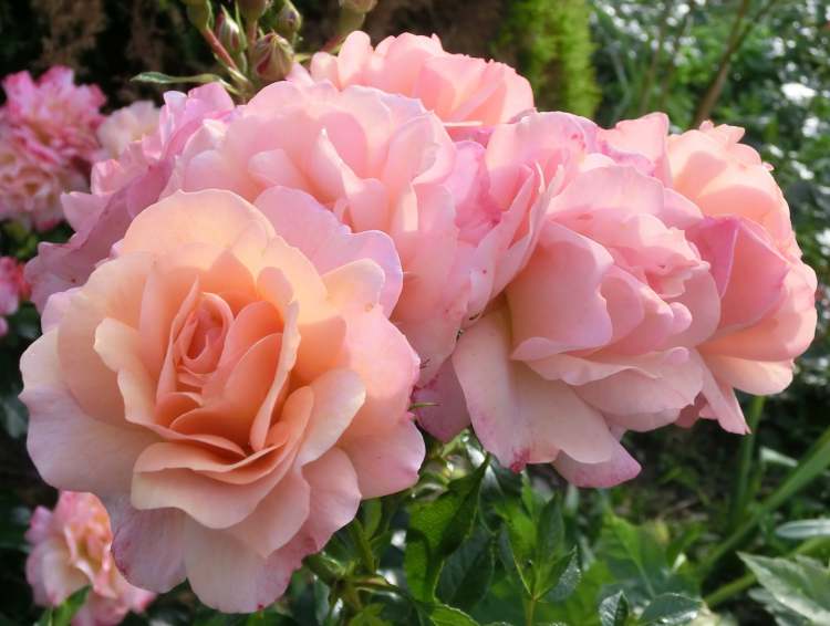 Rosenblüten im Kurpark (Bitte hier klicken um dieses Bild in seiner vollen Größe zu betrachten)