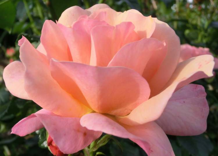 eine Rose aus dem Kurpark (Bitte hier klicken um dieses Bild in seiner vollen Größe zu betrachten)