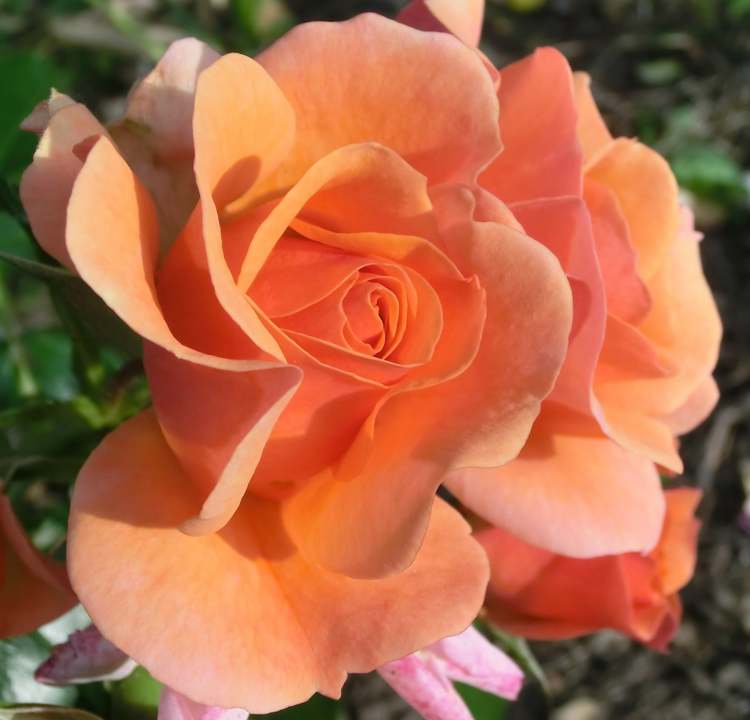 Rose aus dem Kurpark (Bitte hier klicken um dieses Bild in seiner vollen Größe zu betrachten)