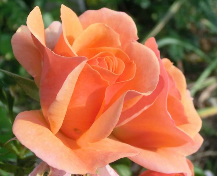 herrliche rosa-orange Rosenblüte (Bitte hier klicken um dieses Bild in seiner vollen Größe zu betrachten)