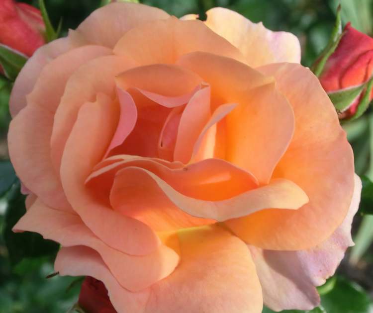rosa-orange Rosenblüte (Bitte hier klicken um dieses Bild in seiner vollen Größe zu betrachten)