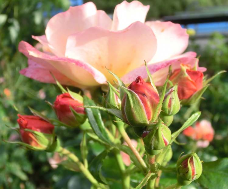 Rose im Kurpark fotografiert (Bitte hier klicken um dieses Bild in seiner vollen Größe zu betrachten)