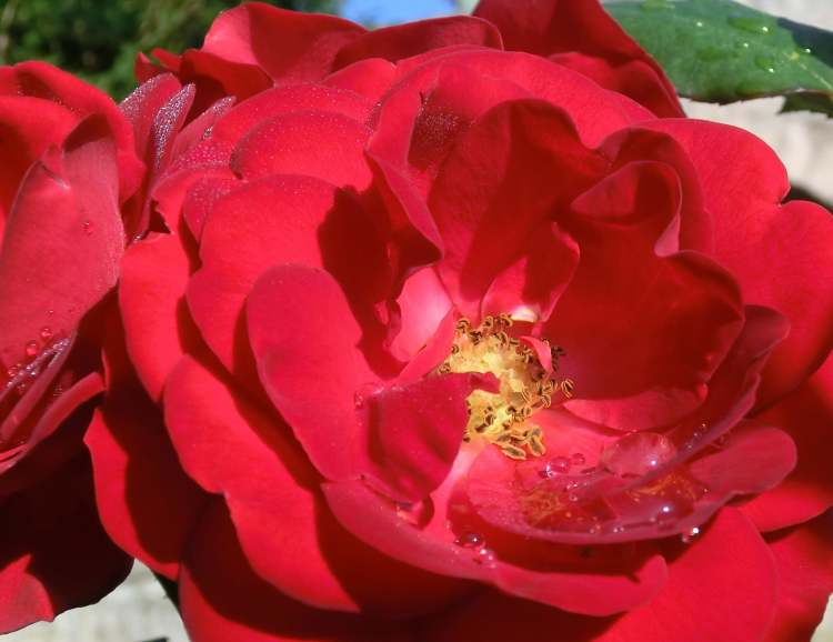 Rose mit Regentropfen (Bitte hier klicken um dieses Bild in seiner vollen Größe zu betrachten)