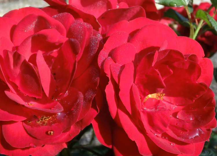 Rosenblüten nach Regen (Bitte hier klicken um dieses Bild in seiner vollen Größe zu betrachten)